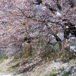 cropped-sakura1.jpg