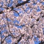 sakura