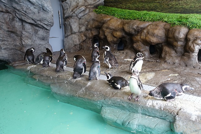 しながわ水族館ペンギン