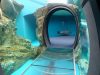 しながわ水族館あざらし