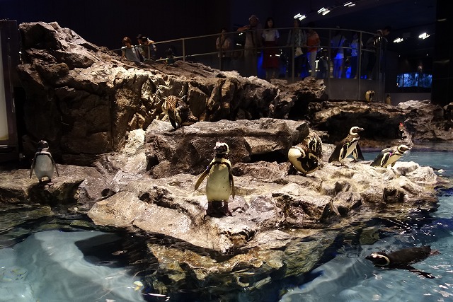 すみだ水族館マゼランペンギン
