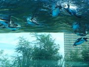 サンシャイン水族館天空のペンギン