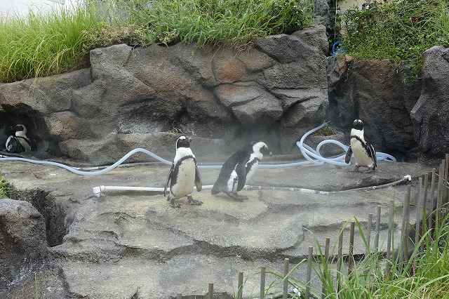 サンシャイン水族館草原のペンギン