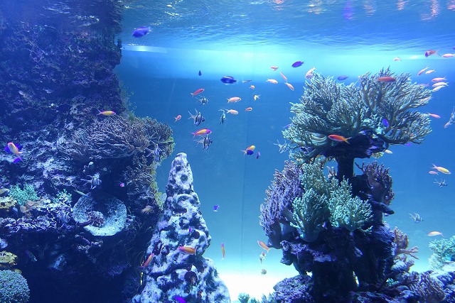 サンシャイン水族館珊瑚礁