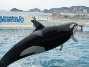 鴨川シーワールド