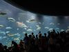 葛西臨海水族園マグロ大水槽