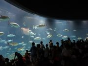 葛西臨海水族園マグロ大水槽