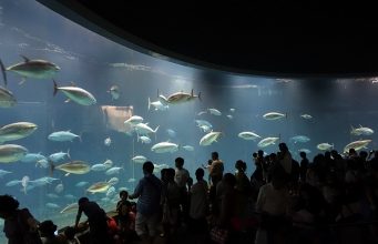 葛西臨海水族園マグロ大水槽