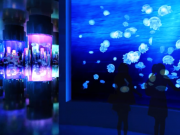 DMM水族館くらげ