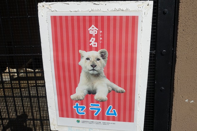 沖縄こどもの国ホワイトライオン