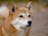柴犬