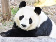 王子動物園パンダ旦旦