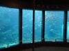 下田海中水族館