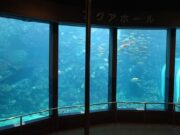 下田海中水族館