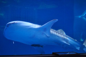 おたる水族館でジンベエザメの展示を開始 北海道では初のケース 新たな観光の目玉になるか タビリス